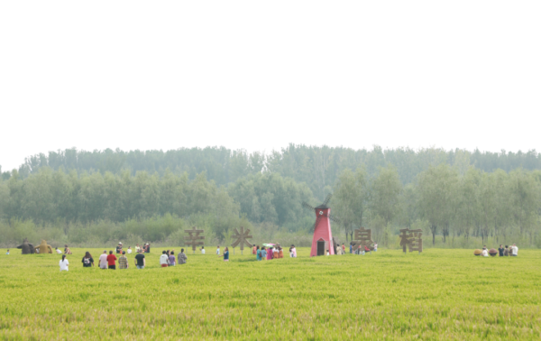 尚红网  “稻”时候了 延庆张山营镇迎丰收